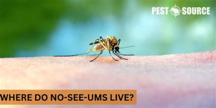 where do no-see-ums live