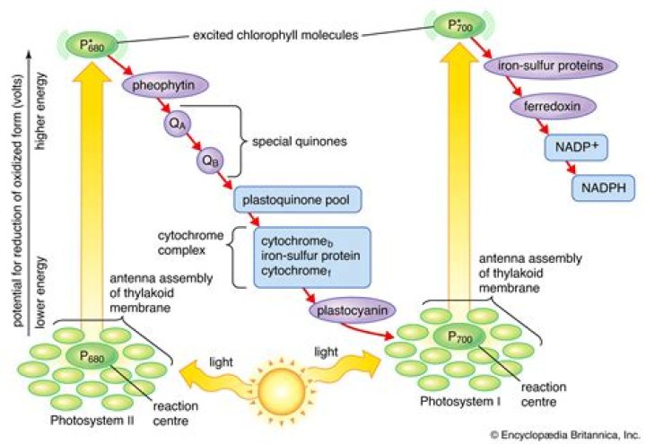 where does the light reaction of photosynthesis take place