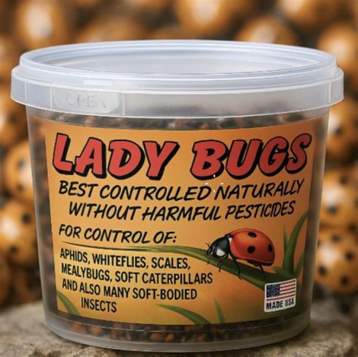 where to buy ladybugs near me