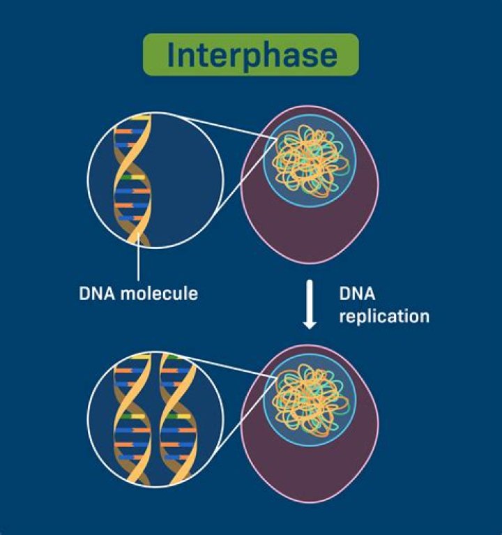 which are replicated during interphase