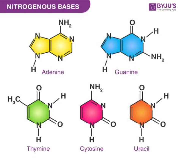 which nucleotide component contains nitrogen