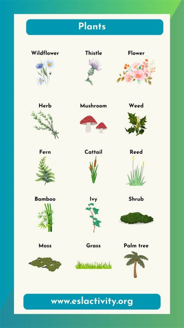 which of these plants is not a vegetable?