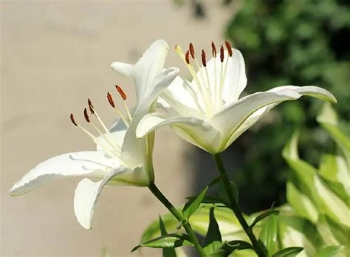 white lily meaning