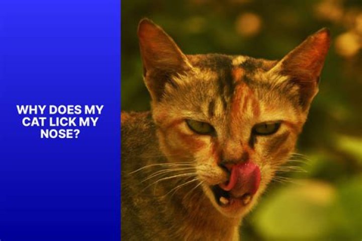 why does my cat lick my nose