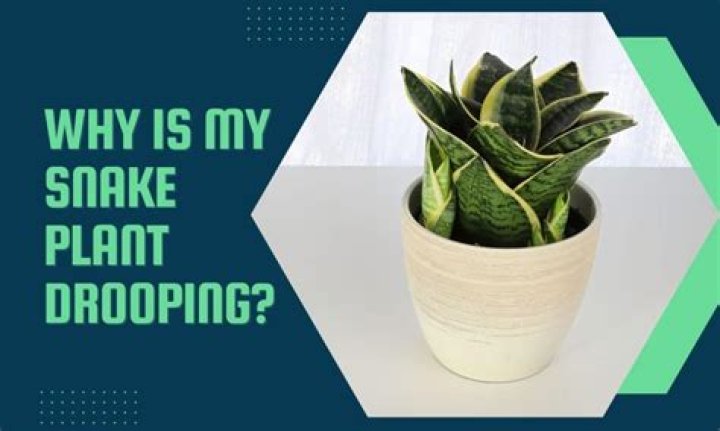 why is my snake plant drooping