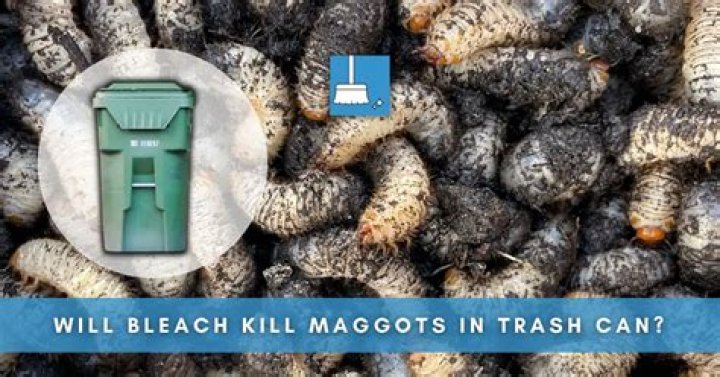 will bleach kill maggots