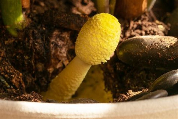 yellow mushroom in houseplant