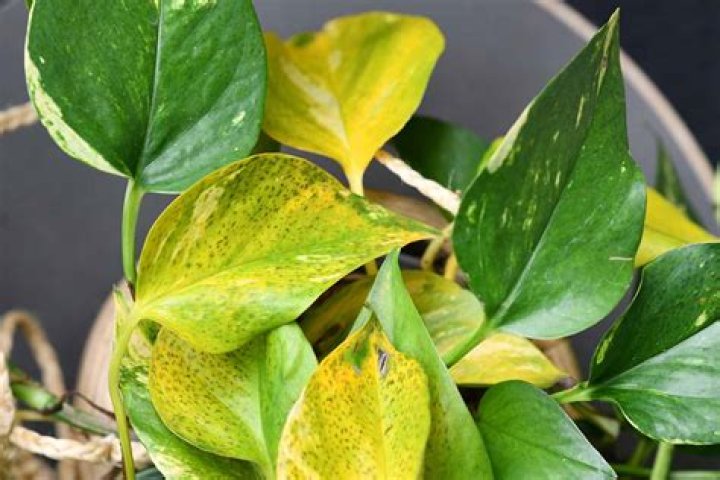 yellow pothos leaves