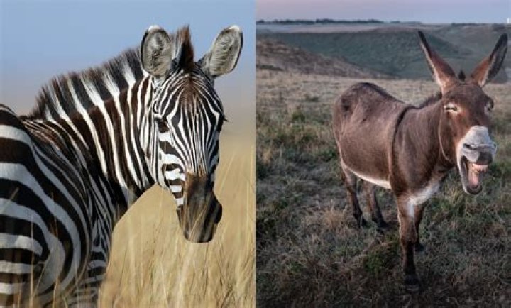zebra and donkey
